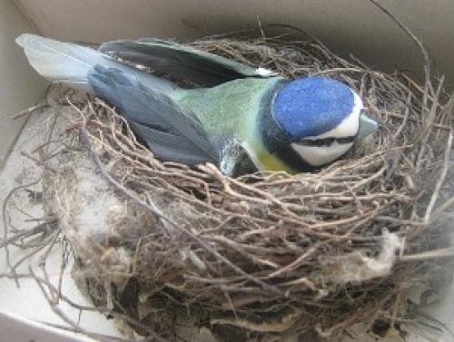 Факты о пылевых клещах. 7 фактов о пылевых клещах