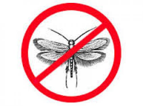 Факты о пылевых клещах. 7 фактов о пылевых клещах