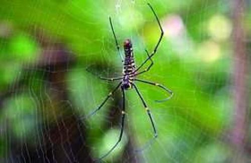 Интересные факты о пауках