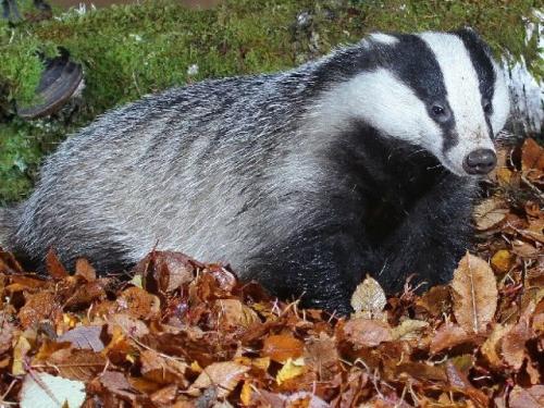 Короткий рассказ о барсуке. Внешний вид