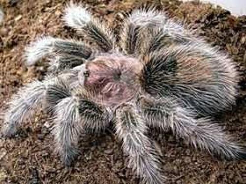 Интересные факты о пауках