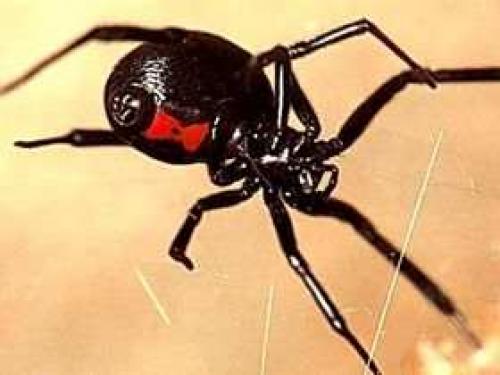 Интересные факты о пауках