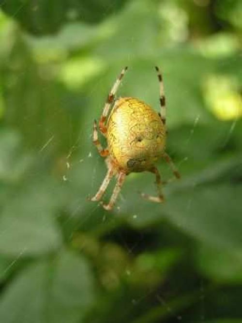 Интересные факты о пауках