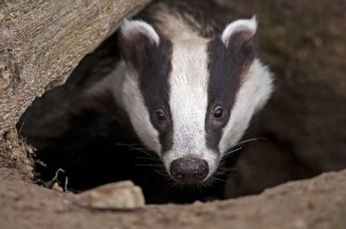 Короткий рассказ о барсуке. Внешний вид