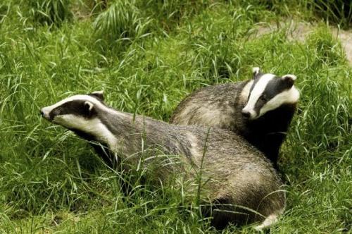 Короткий рассказ о барсуке. Внешний вид