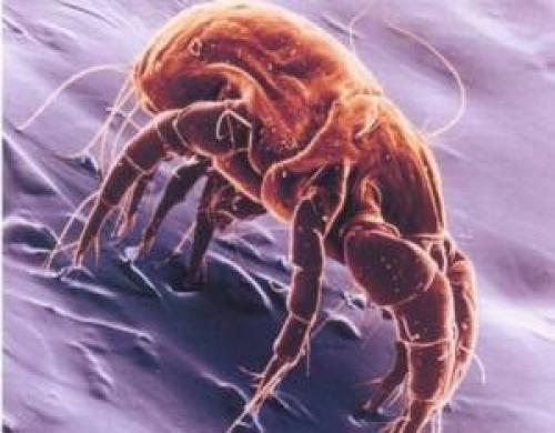 Факты о пылевых клещах. 7 фактов о пылевых клещах