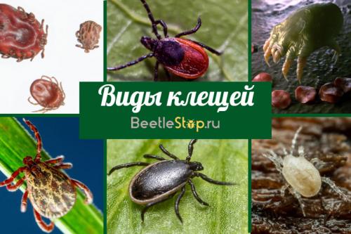 Клещи. Виды клещей — соседство, которое мы не замечаем