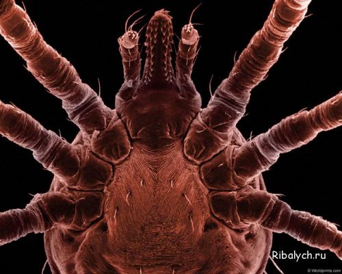 Интересные факты о клещах. Боррелиоз и энцефалит: интересные факты — все, что нужно знать о клещах 06