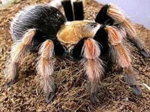 Интересные факты о пауках