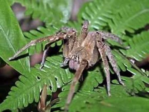 Интересные факты о пауках