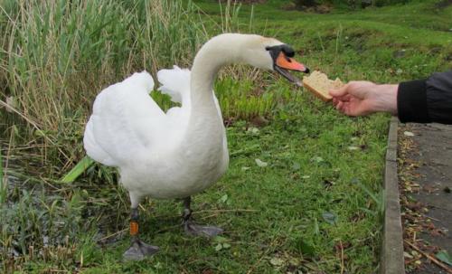 Чем питаются лебеди. Рацион питания лебедей в дикой природе. Чем кормить одомашненных птиц?