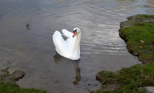 Чем питаются лебеди. Рацион питания лебедей в дикой природе. Чем кормить одомашненных птиц?