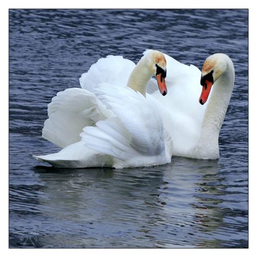 Лебеди верность. Лебединая верность