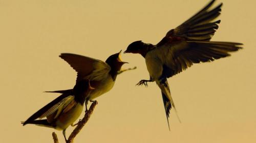 Интересные факты о ласточках 10