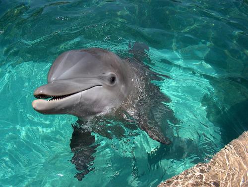 Интересные факты про китов и дельфинов. Удивительные и интересные факты о китах и дельфинах