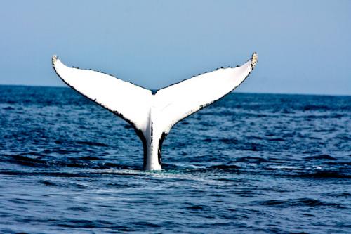 Интересные факты про китов и дельфинов. Удивительные и интересные факты о китах и дельфинах