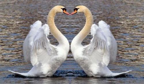Лебеди верность. Лебединая верность