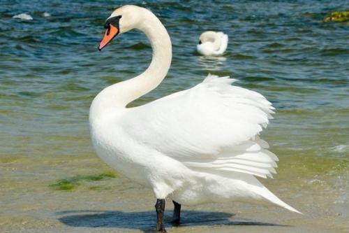 Лебеди интересные факты. Описание птицы