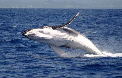 Интересные факты про китов и дельфинов. Удивительные и интересные факты о китах и дельфинах