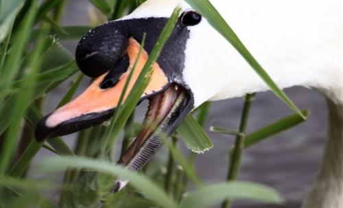 Чем питаются лебеди. Рацион питания лебедей в дикой природе. Чем кормить одомашненных птиц?