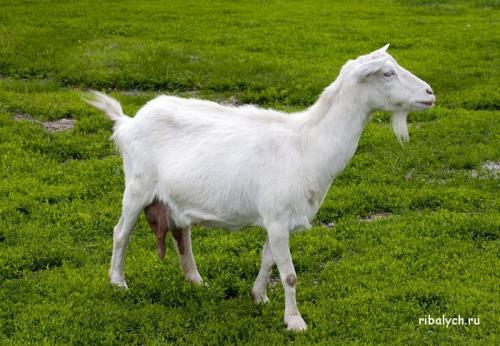 Интересное о молочных продуктах. Очень интересные факты про молоко 02 Интересное о молочных продуктах. Очень интересные факты про молоко 02