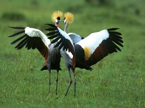Венценосный журавль интересные факты. Внешний облик венценосного журавля