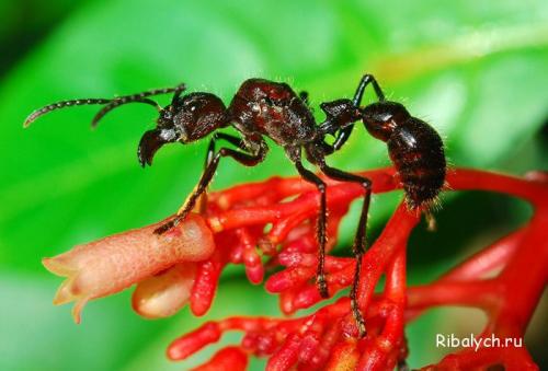 Интересные факты про насекомых для детей. Интересные факты о насекомых для детей в детском саду 22