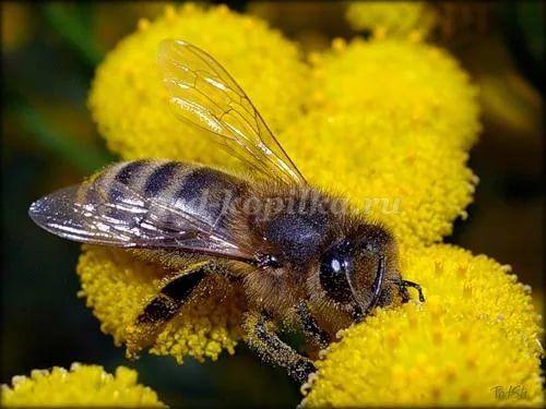 Интересные факты про насекомых для детей. Интересные факты о насекомых для детей в детском саду 06