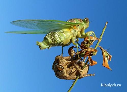 Интересные факты про насекомых для детей. Интересные факты о насекомых для детей в детском саду 27