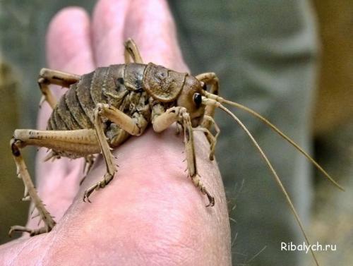 Интересные факты про насекомых для детей. Интересные факты о насекомых для детей в детском саду 23