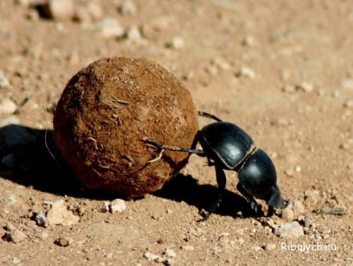 Интересные факты про насекомых для детей. Интересные факты о насекомых для детей в детском саду 20