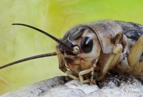 Интересные факты про насекомых для детей. Интересные факты о насекомых для детей в детском саду 26