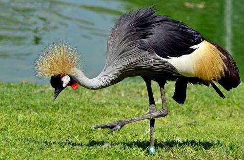 Венценосный журавль интересные факты. Внешний облик венценосного журавля