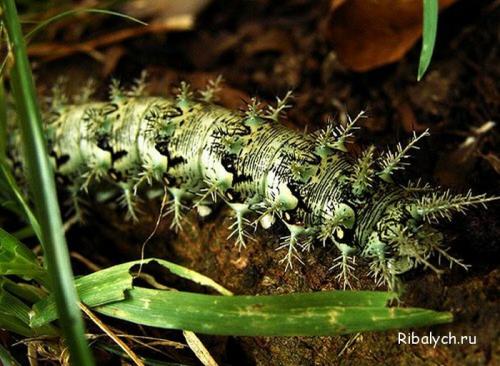 Интересные факты про насекомых для детей. Интересные факты о насекомых для детей в детском саду 21