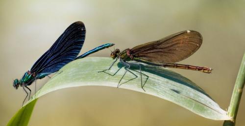 Интересные факты про насекомых для детей. Интересные факты о насекомых для детей в детском саду 08