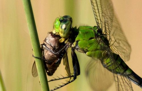 Интересные факты про насекомых для детей. Интересные факты о насекомых для детей в детском саду 16