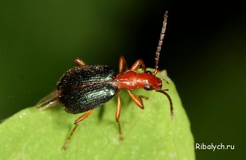 Интересные факты про насекомых для детей. Интересные факты о насекомых для детей в детском саду 19