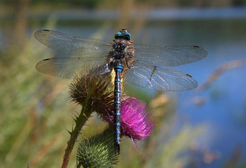 Интересные факты про насекомых для детей. Интересные факты о насекомых для детей в детском саду 09