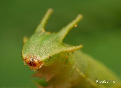 Интересные факты про насекомых для детей. Интересные факты о насекомых для детей в детском саду 17