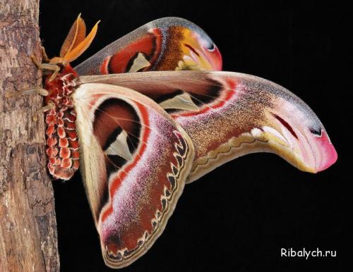 Интересные факты про насекомых для детей. Интересные факты о насекомых для детей в детском саду 25