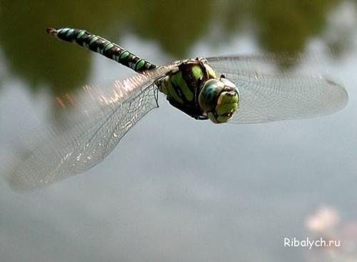 Интересные факты про насекомых для детей. Интересные факты о насекомых для детей в детском саду 18
