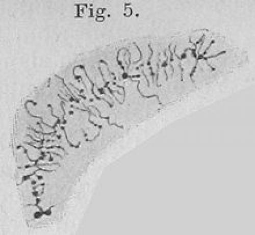 Сформулируй своими словами, что такое Хромосомы. определение Хромосомы 02