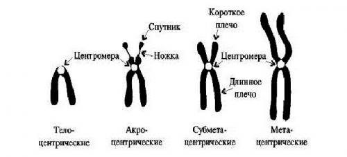 Где находятся хромосомы. Факты о хромосомах человека – Это должен знать каждый – Vitaminov.net