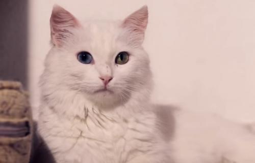 Ангорская кошка. История происхождения