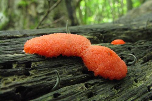 Интересные факты о грибах для детей