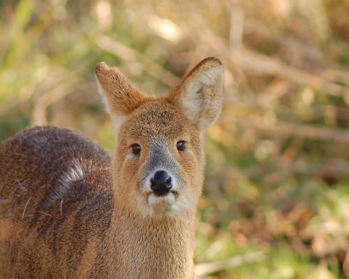 Китайский водяной олень. Водяной олень: 7 интересных фактов