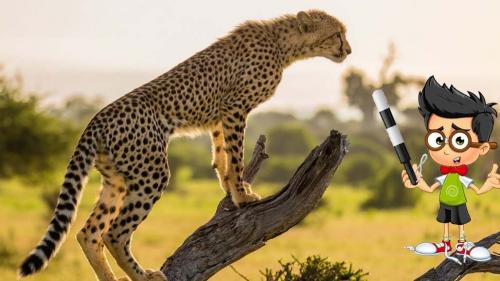 Самая быстрая из кошачьих. Таблица скорости животных км/ч