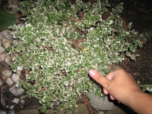 Что такое хромосома? определение Хромосомы 05