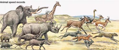 Самая быстрая из кошачьих. Таблица скорости животных км/ч