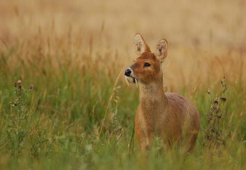 Китайский водяной олень. Водяной олень: 7 интересных фактов